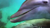 Seekor ikan lumba-lumba tertangkap denga perlengkapan mata-mata terpasang di tubuhnya.