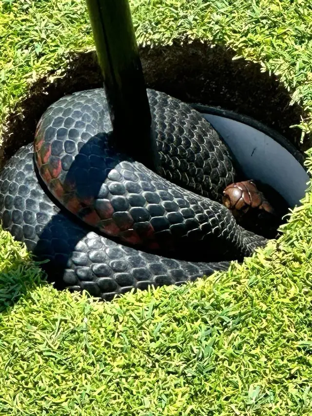 Ular Hitam Berbisa Ditemukan Melingkar di Lubang Golf, Bikin Histeris Pemain