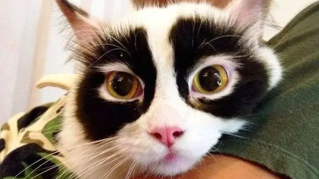 10 Potret Hewan Dengan Warna dan Corak Antimainstream