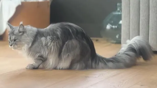 Tak hanya menggemaskan, kucing ini punya ekor terpanjang di dunia