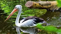 Burung Pelikan Australia. (dok.Instagram @xiwox_woko/https://www.instagram.com/p/BtW8iuTgrWQ/Henry