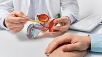 Ilustrasi organ prostat. (Shutterstock/Peakstock)