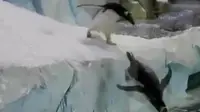 Jendela Dunia: Kebun Binatang Detroit Bangun Akuarium Penguin