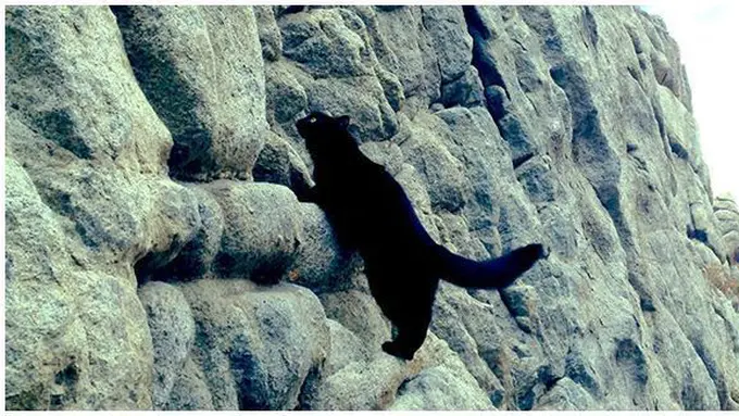 Foto : copyright boredpanda.com