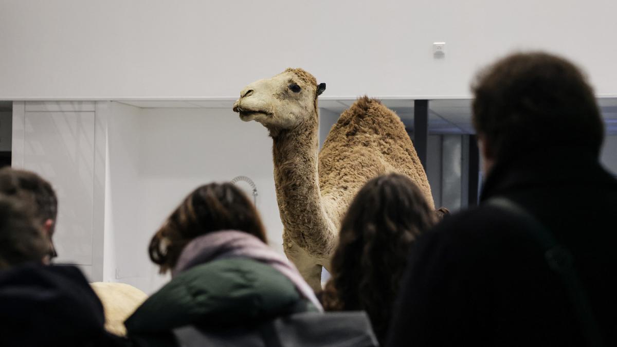 Prancis Tangkap Perempuan China karena Mencuri Emas Hampir 6 Kg dari Museum Sejarah Alam Paris