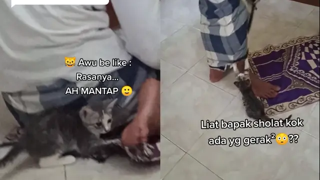 Ulah kucing masuk sajadah
