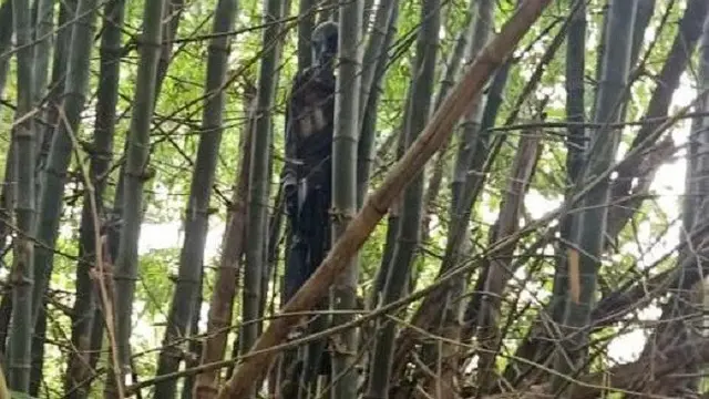 Jasad di Pohon Bambu