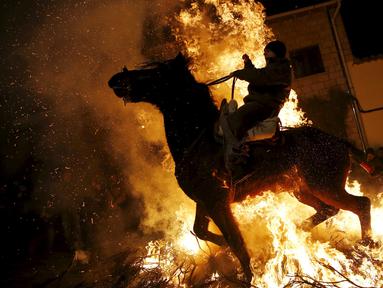 Seorang pria mengendarai kuda melintas kobaran api selama perayaan " Luminarias " di desa San Bartolome de Pinare, Spanyol, (16/1). Luminarias adalah suatu perayaan agama tahunan yang digelar setiap malam di hari Saint Anthony. (REUTERS / Susana Vera)