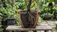 Cara Memilih Pot yang Tidak Membuat Akar Kepanasan, Cegah Tanaman Layu saat Kemarau