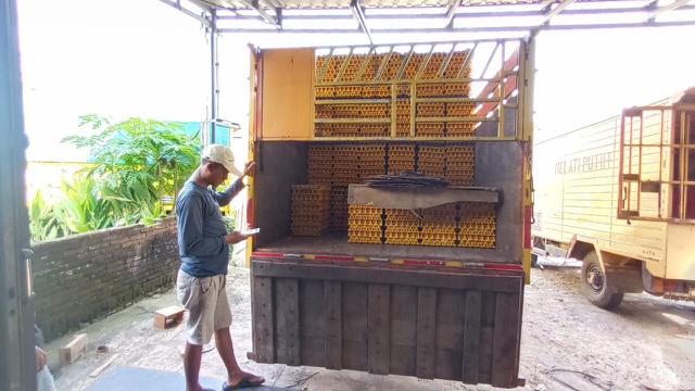 Peternakan ayam petelur di Desa Karangcengis, Kecamatan Bukateja, Kabupaten Purbalingga memungut telur di kandang, Rabu (24/8/2022). (Foto: Liputan6.com/Rudal Afgani Dirgantara)