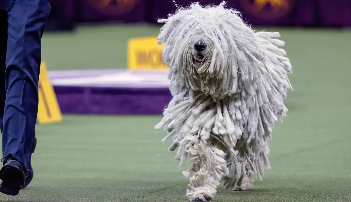 Anjing komondor bersaing dalam Westminster Kennel Club Dog Show ke-144 di New York, Amerika Serikat, Selasa (11/2/2020). Westminster Kennel Club Dog Show ke-144 berlangsung pada tanggal 8 hingga 11 Februari 2020. (AP Photo/John Minchillo)
