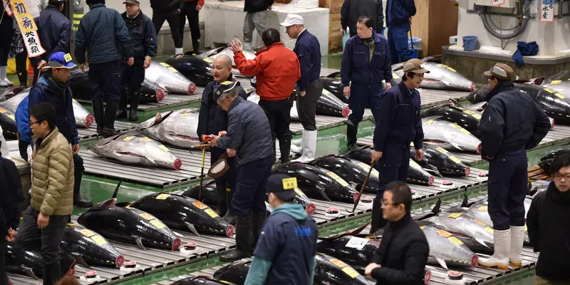 Lelang Tuna di Pasar Ikan Toyosu