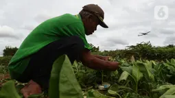 Warga memanen sawi di Para Meter Utara Desa Selapanjang, Tangerang Banten, Selasa (23/11/2021). Petani menjualnya satu gabuk  isi 20 ikat dengan harga Rp 60 ribu rupiah ke pasar induk Tangerang. (merdeka.com/Imam Buhori)