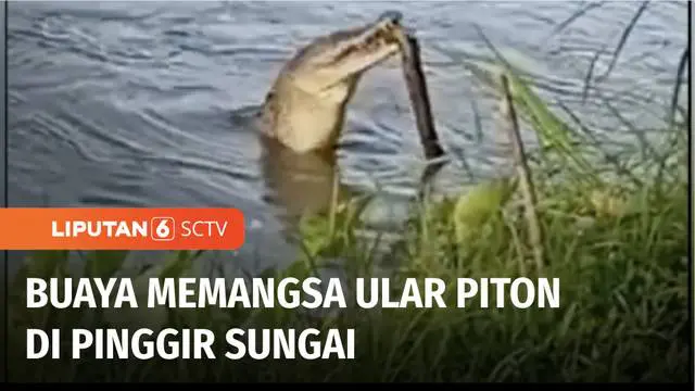 Seekor buaya di Padang Pariaman, memangsa ular piton di pinggir Sungai Batang Nareh. Keberadaan reptil bertubuh besar ini pun menjadi tontonan warga.