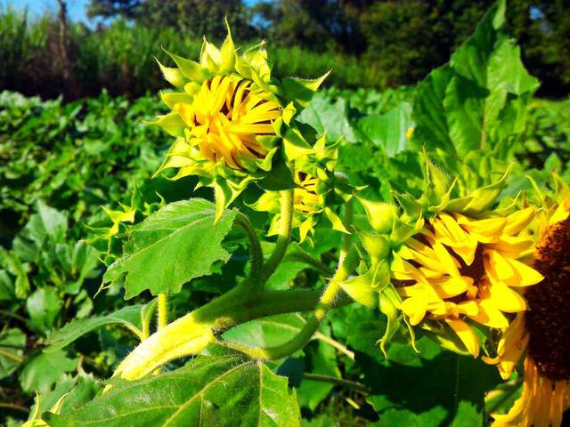 Bunga Matahari Kediri - 5 Wisata Baru Di Kediri Buruan Main Ke Sini / Bunga matahari itu merupakan bunga yang melambangkan ceria dan setia terhadap apa yang dimilikinya.