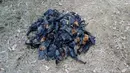 Tumpukan kelelawar yang mati akibat gelombang panas di Campbelltown, Australia, 8 Januari 2018. Ratusan kelelawar itu mati setelah jatuh dari pohon akibat tak kuat menahan panas yang menyengat. (Help Save the Wildlife and Bushlands in Campbelltown/AFP)
