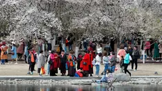 Sekelompok wanita menikmati bunga sakura selama festival musim semi di Taman Yuyuantan, Beijing, China, Sabtu (30/3). Pengunjung memadati taman yang memiliki lebih dari 2.000 pohon sakura ini. (AP Photo/Andy Wong)