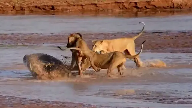 Video ini menampilkan penyerangan brutal yang dilakukan oleh tiga ekor singa di Samburu National Reserve, Kenya 