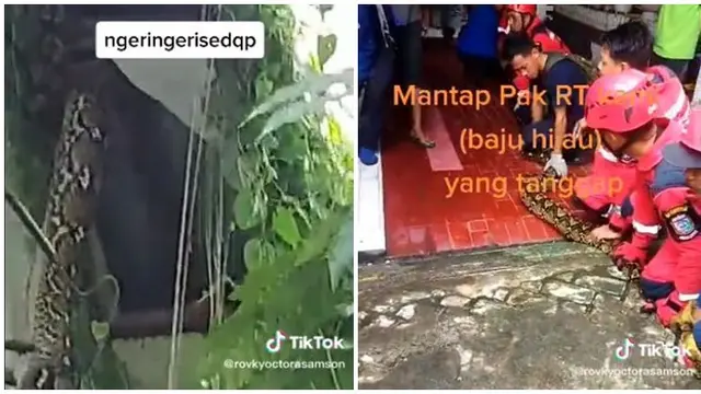 Bikin Geger, Penemuan Ular Raksasa 6 Meter di Plafon Rumah Ini Viral