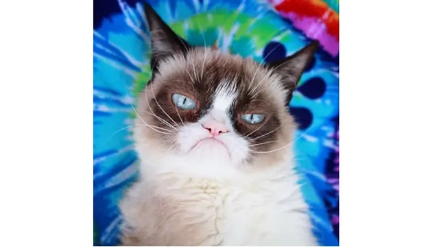Grumpy Cat Si Selebgram Kucing Berwajah Galak Mati, Ini 7 Foto Ekspresinya