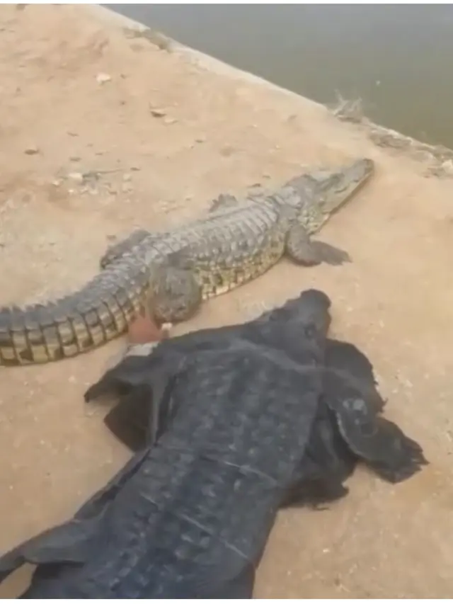 Pria Ini Nekat Pakai Kostum Buaya untuk Main Bareng Hewan Aslinya
