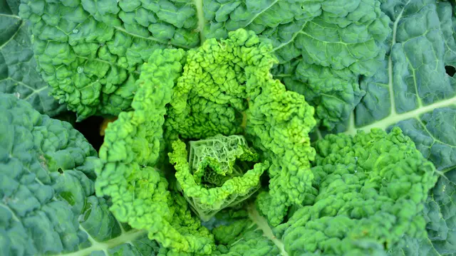 Rahasia Dapur, Tips Memasak Sawi agar Tidak Pahit