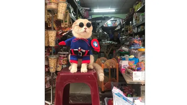 Kucing Imut Ini Perankan Catvengers, Kucing Super yang Melawan Cathanos