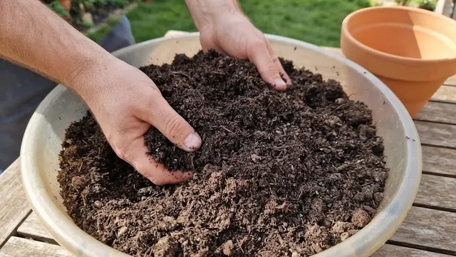 Cara Menanam Bawang Merah Tanpa Lahan Kebun