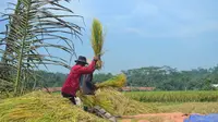 Petani klaster beras organik dan varietas Menthik Wangi di Cingebul, Lumbir, Kabupaten Banyumas, . (Foto: Liputan6.com/Muhamad Ridlo)