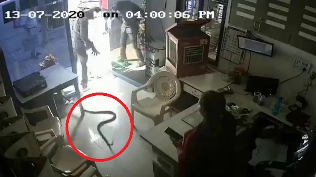 Pria Ini Sengaja Melepas Ular Kobra di SPBU (NDTV)