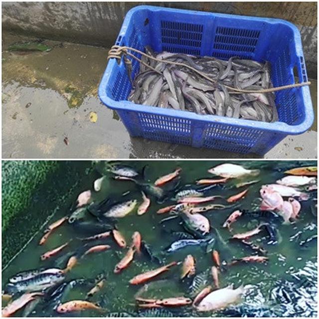 Ikan lele dan nila, jenis ikan yang dibudi daya Koperasi Mina Karya Madani