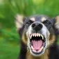 Ilustrasi anjing terinveksi virus rabies (Istimewa)