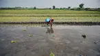 Seorang petani menanam bibit padi di Sidoarjo, Jawa Timur, Rabu 3 Juni 2026. (JUNI KRISWANTO/AFP)