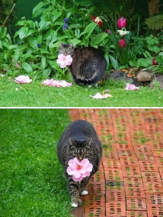 10 Potret Kucing Bawa Pulang Hadiah Untuk Majikan Ini Bikin Geleng Kepala