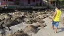 Seorang pria memakai masker karena basu busuk dari ribuan bangkai sapi di pinggir Pantai Utara, Brazil, Selasa (13/10/2015).  Ribuan bangkai sapi terdampar di pantai setelah salah satu kapal angkut Lebanon karam. (REUTERS/Tarso Sarraf)
