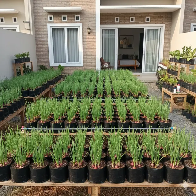 Kebun Bawang Merah 2×2 m di Halaman Belakang Rumah (Foto: Gemini AI)