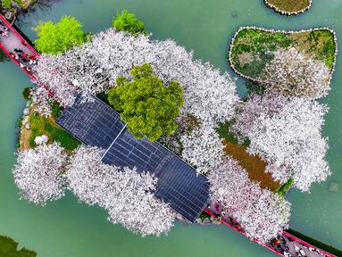 Foto udara memperlihatkan orang-orang sedang menikmati keindahan bunga sakura bermekaran di sebuah taman di Ningbo, Provinsi Zhejiang, China, 20 Maret 2023. (STR/AFP)