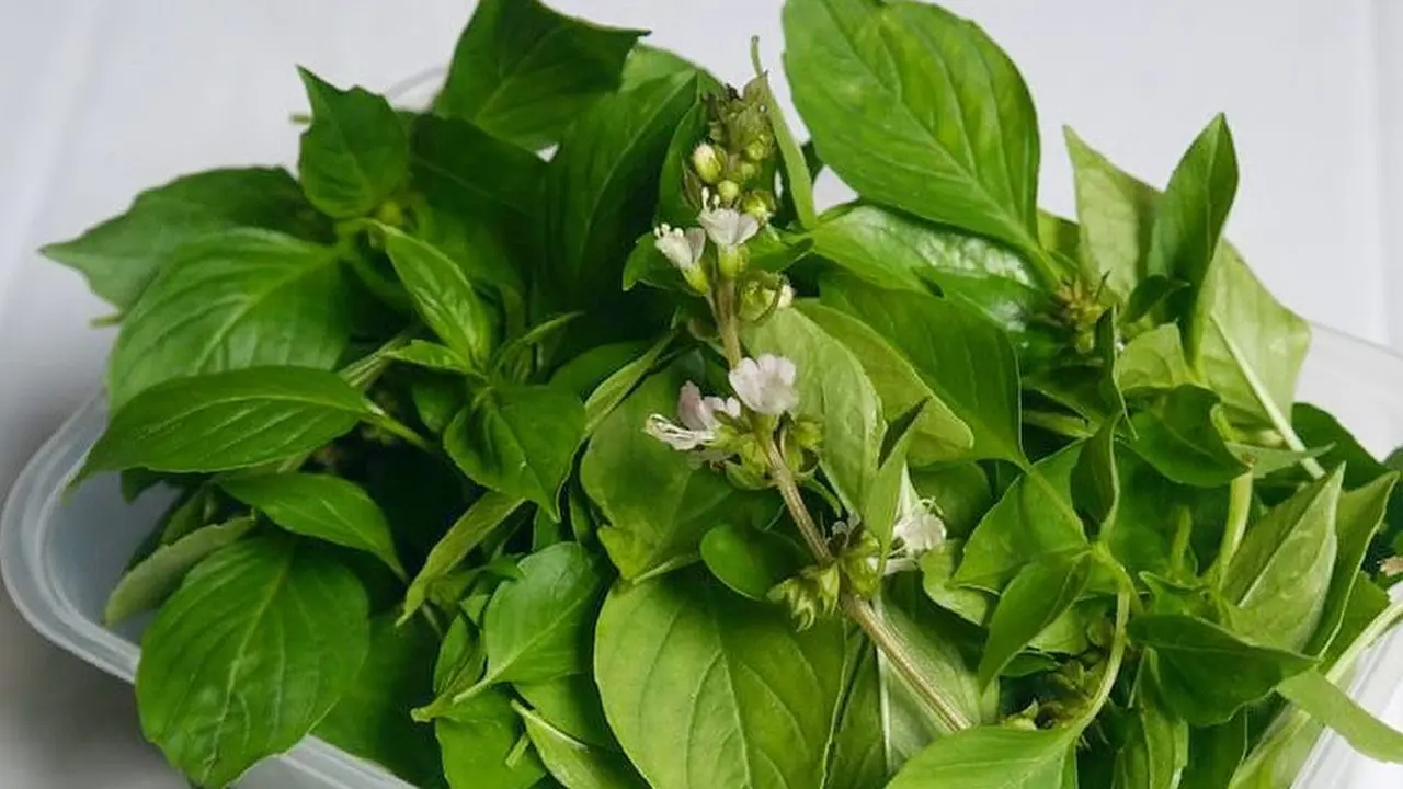 Horapa