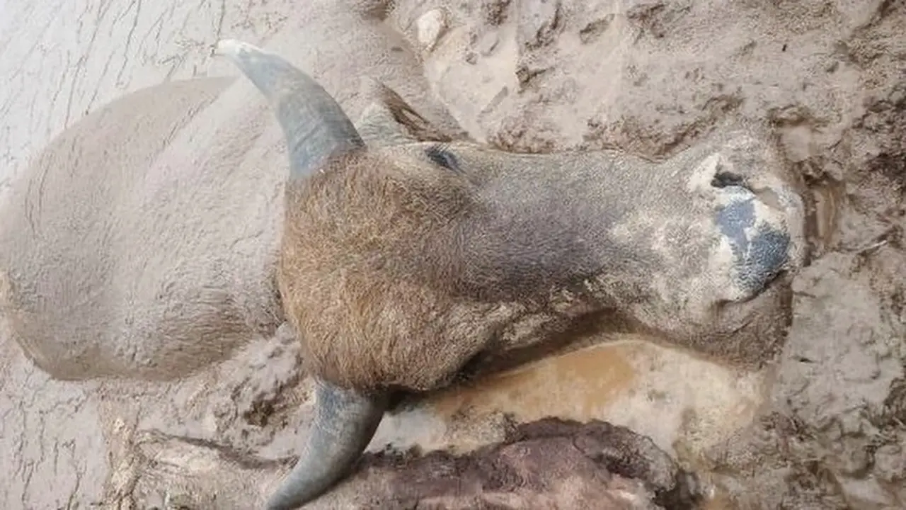 Kerbau mati di kubangan karenya penyakit sapi ngorok di Kabupaten Kampar.