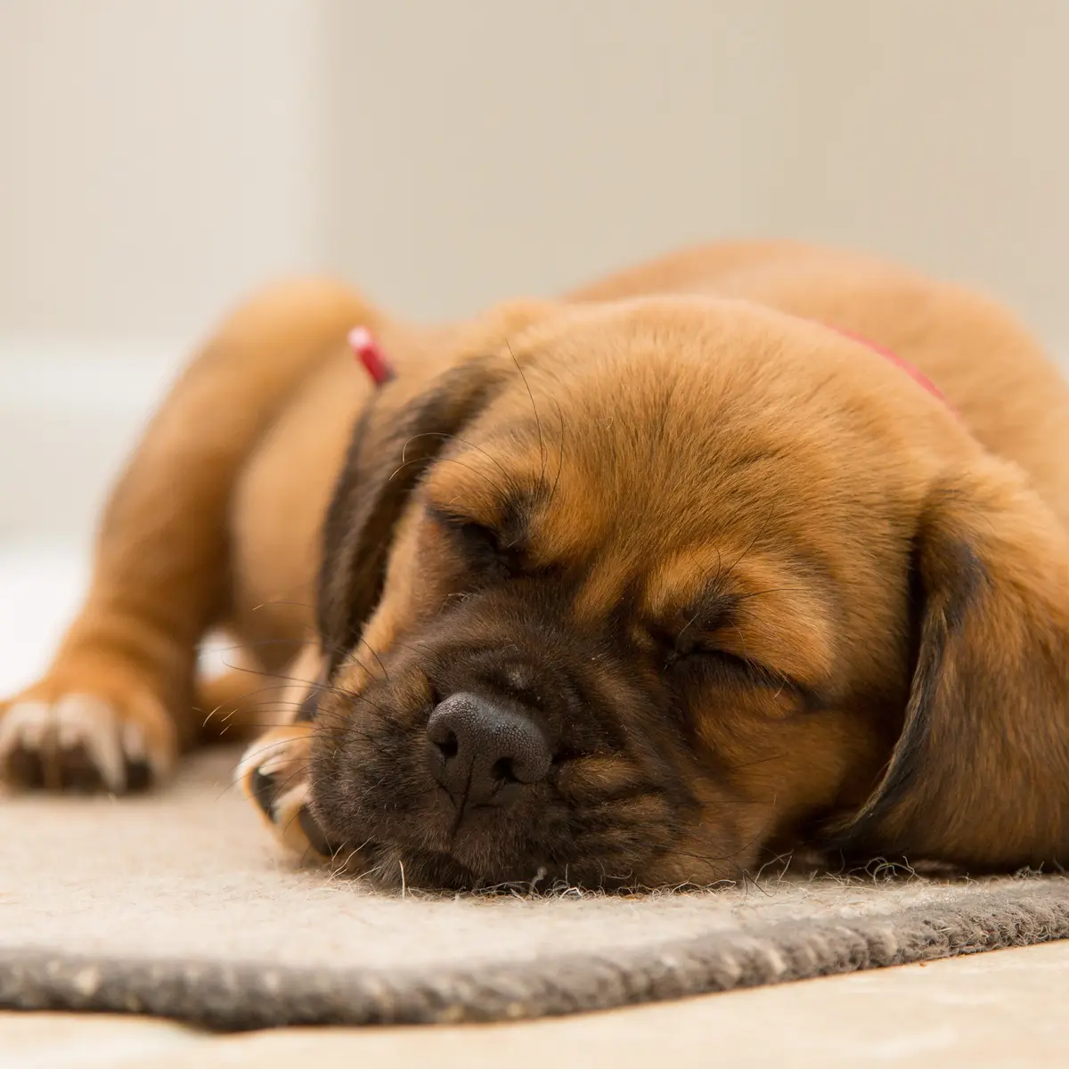 Arti Mimpi tentang Anjing Cokelat yang Menarik Diketahui