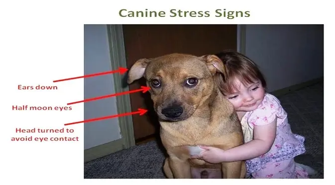 Tanda-tanda stres dan cemas pada anjing bila dipeluk. (Foto: Modified from a Humane Society of Greater Rochester photo, Creative Commons License)