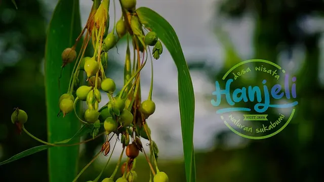Desa Wisata Hanjeli