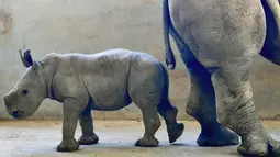 Bayi badak putih selatan berusia 29 hari terlihat bersama induknya A-ju di Kebun Binatang Leofoo Village di Hsinchu, Taiwan, Selasa (6/8/2019). Petugas kebun binatang akan memberi kesempatan kepada publik untuk menamai bayi badak jantan berbobot sekitar 80 kilogram tersebut. (Sam YEH / AFP)