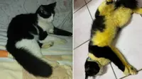 Percaya Hilangkan Kutu dengan Mandi Kunyit, Kucing Ini Malah Mirip Lebah (Sumber: mStar)