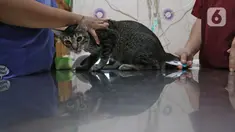 Petugas mempersiapkan operasi sterilisasi kucing di Klinik Hewan, kawasan Tebet, Jakarta, Senin (21/9/2020). Kegiatan itu dalam rangka menyambut Hari Rabies Sedunia (World Rabies Day) pada 28 September 2020 mendatang dan untuk menekan pertambahan populasi kucing liar. (Liputan6.cm/Herman Zakharia)