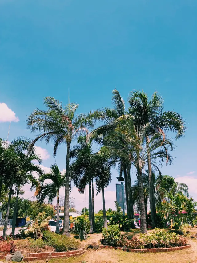 Majestic palm