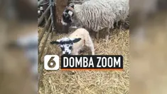 vertical zoom