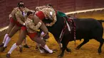 Anggota Ribatejo Forcados beraksi di arena adu banteng Campo Pequeno, Lisbon , Portugal, Kamis (9/7/2015). Forcados adalah olahraga tradisional, dimana peserta berusaha menaklukan banteng menggunakan tangan kosong. (REUTERS/Rafael Marchante)