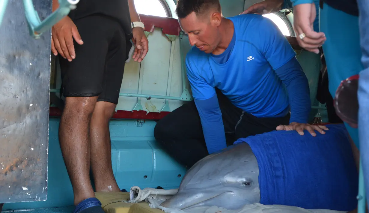 Seorang pawang membaringkan lumba-lumba di dalam helikopter untuk dipindahkan ke Dolphinarium di Cienfuegos, Kuba (8/9). Lumba-lumba ini dipidahkan dari dolphinarium Cayo Guillermo menyusul datangnya badai Irma. (Osvaldo Gutierrez Gomez / ACN via AP)