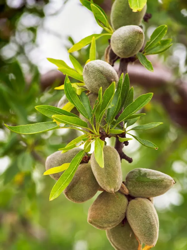 Almond Berbuah Lebat, Tanaman Kacang Estetik untuk Pekarangan Rumah